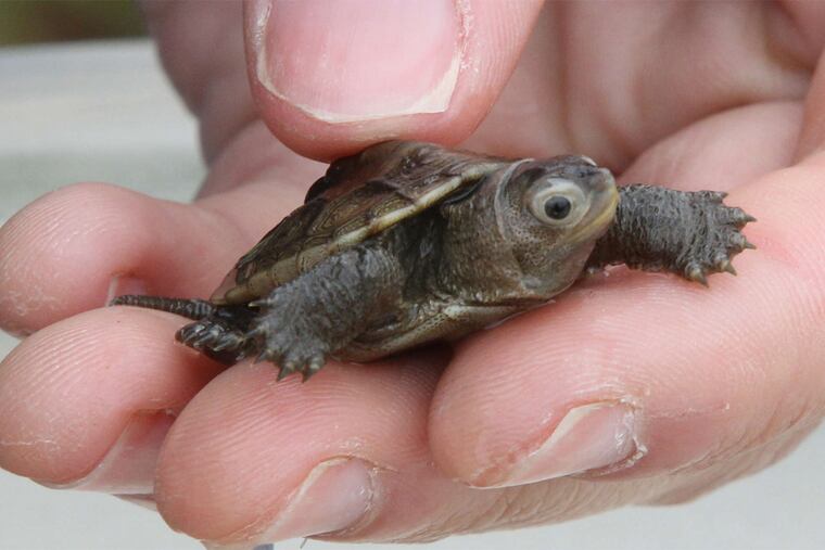 A 10-month-old diamondback terrapin at the Wetlands Institute in Stone Harbor, N.J. Traffic and food tastes have taken a toll on the turtles.