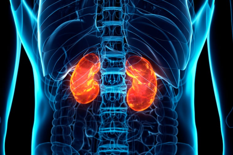 The kidneys filter waste and excess fluid from the blood.