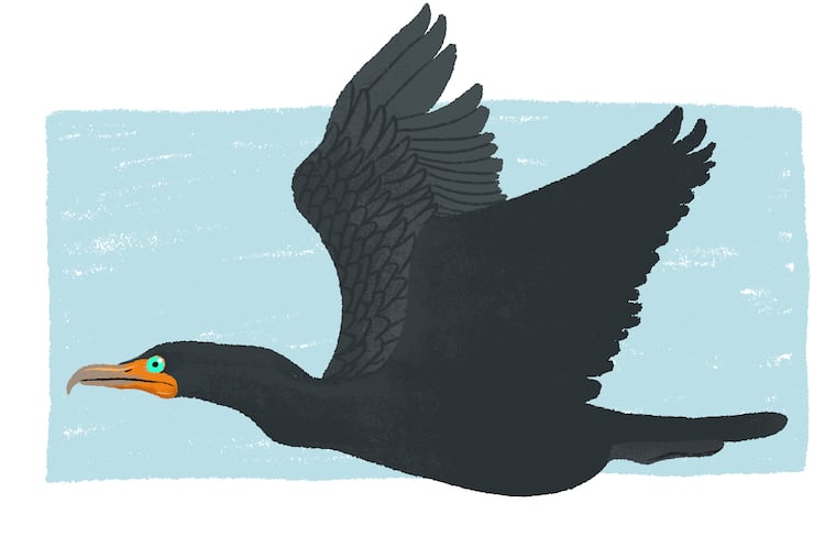 Double Breasted Cormorant