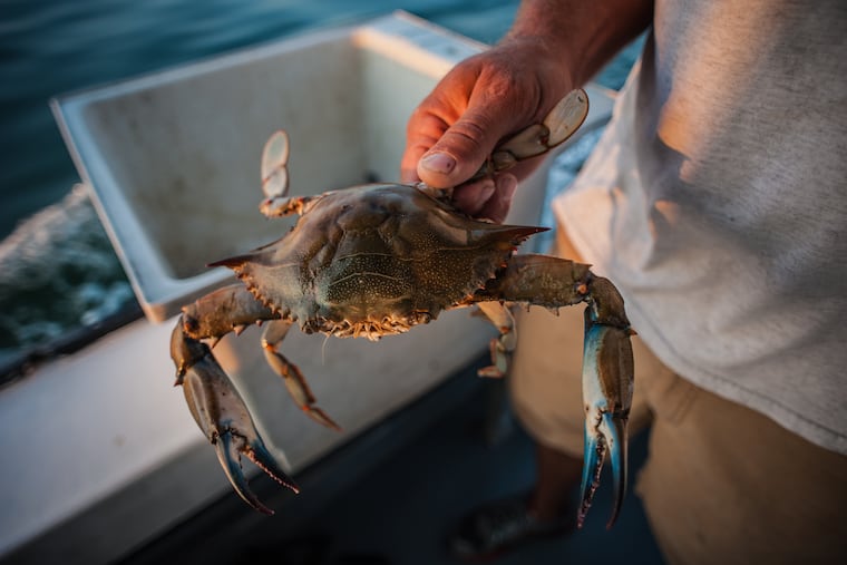 A Maryland blue crab, caught off Tilghman Island.
