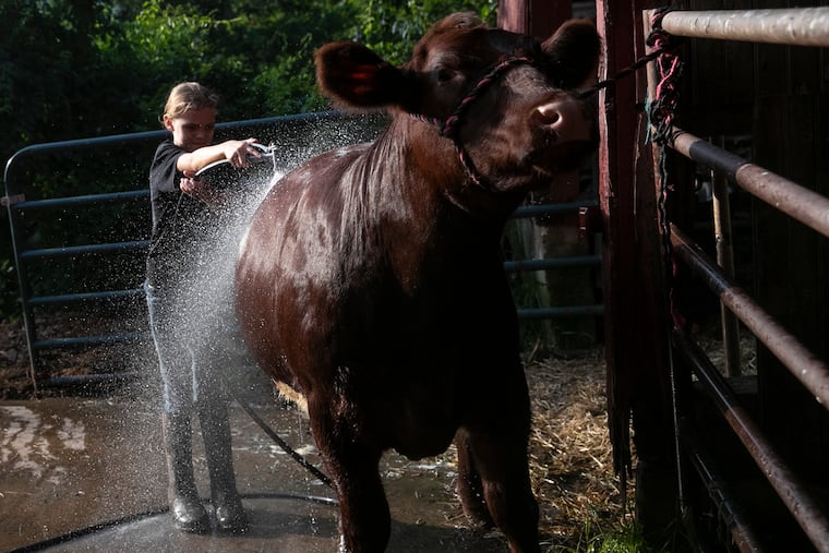 Mesa Brown, 10, cleans her heifer, Rosa. Mesa and her sisters have presented their livestock at the Pennsylvania Farm Show. But the event, which runs Jan. 9-16, will be virtual due to the coronavirus pandemic.