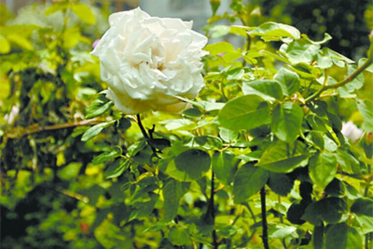 The Faru Karl Druschke rose, the oldest variety on the grounds of the Wyck House in Germantown. (Ron Tarver / Staff Photographer)