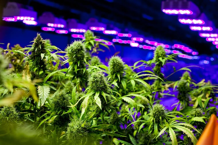 Medical marijuana grows at a New Jersey operation.