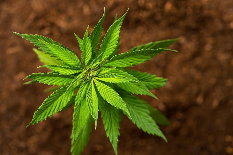 Blood tests for cannabis can be positive even weeks after a person used the drug.