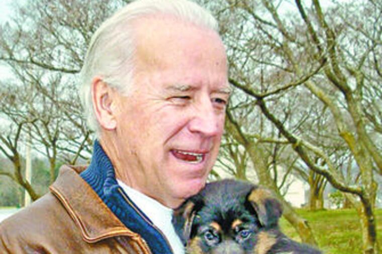 Vice President-elect Joseph R. Biden Jr. with the German shepherd puppy he bought at a kennel in Chester County. Some criticized Biden for not adopting a pup. B3.