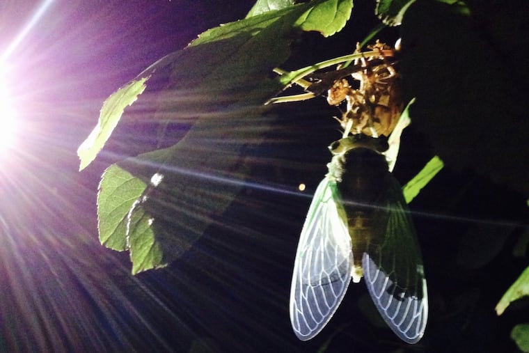 A newly emerged cicada with wings expanded, captured in Voorhees, NJ.