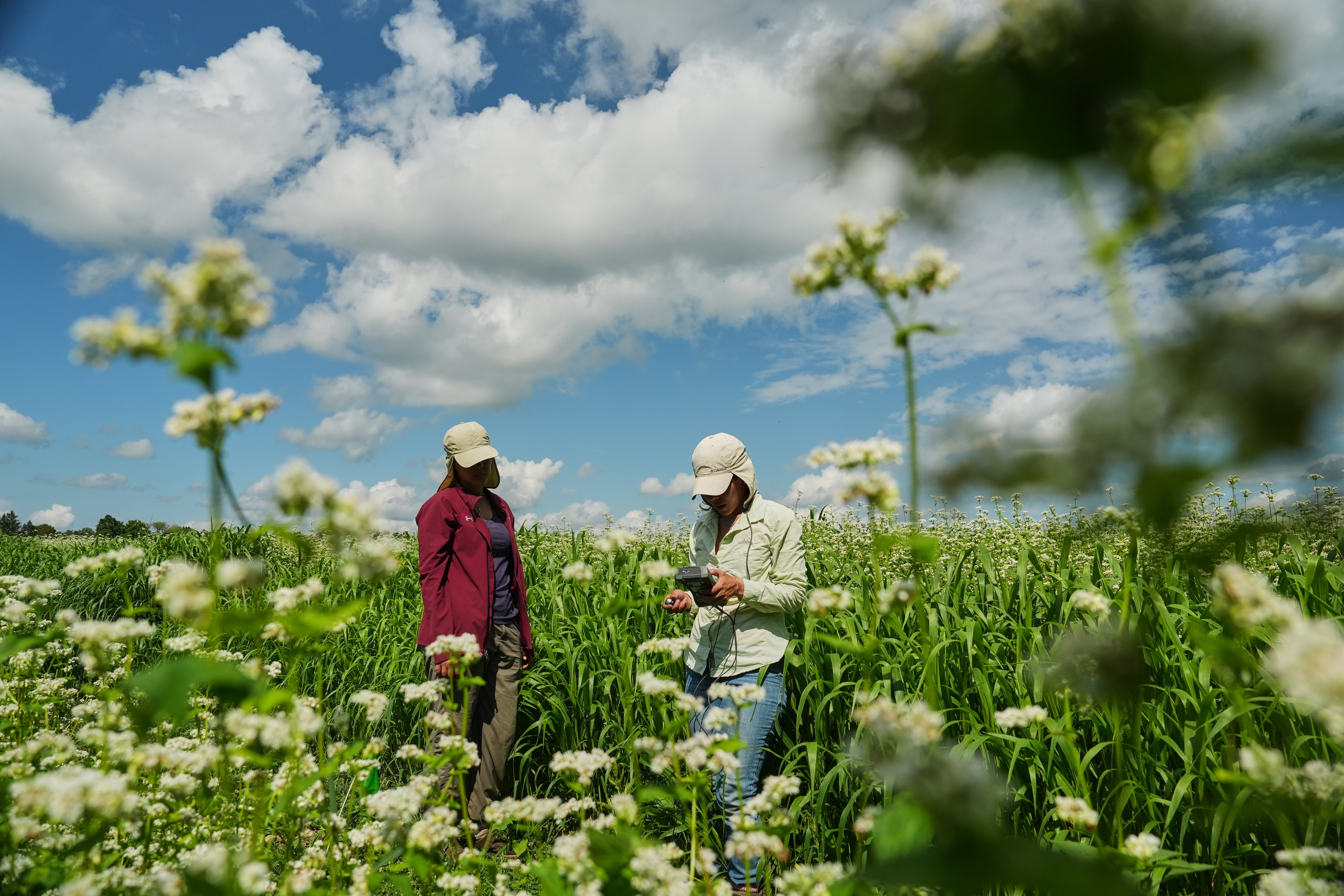 Enthusiasts hope the organic farm staple buckwheat can reach more fields and tables