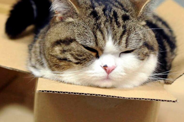 In this May 2011 photo provided by mugumogu, Scottish fold Maru rests in a cardboard box in Japan. After years of viral YouTube viewing and millions of shares, the cat stars of the Internet are coming into their own in lucrative and altruistic ways. Roly poly Maru, the megastar in Japan with millions of views for nearly 300 videos since 2007, has three books and a calendar, among other swag for sale. (AP Photo/mugumogu)