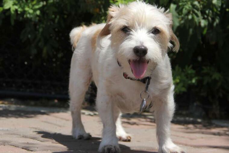 WHYY Reporter Peter Crimmins investigates the science behind a dog’s coat.