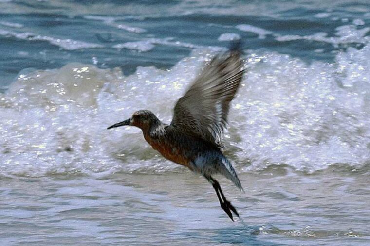 A red knot takes flight at Gandy's Beach, N.J.
