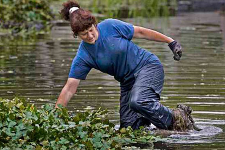 Kelly Germann, conservation coordinator for the Perkiomen Watershed Conservancy, struggles to pull free of a mass of water chestnut roots as she tries to rid Pennsburg's Lake Delmont of the nonnative plant. (John Costello / Staff)