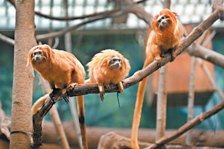 As cute as a trio of monkeys — which is just what they are — the zoo’s golden lion tamarins are part of a global success story. (SHARON GEKOSKI-KIMMEL / Staff Photographer)