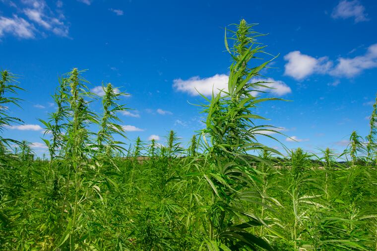 Hemp growing in a field. Canopy Growth, the Canadian cannabis behemoth, announced it bought AgriNextUSA of Reading Pa. with an eye to building Hemp Industrial Parks across the U.S. (Dreamstime/TNS)
