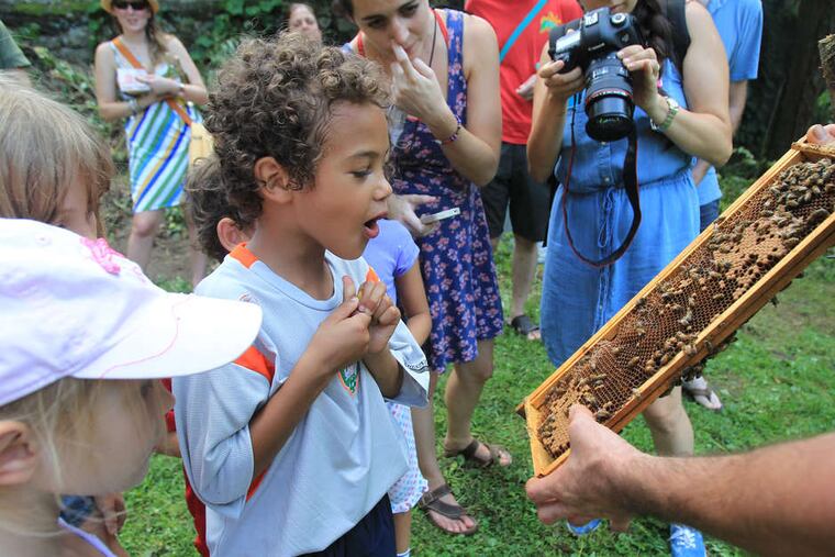 Yonathan Zemichael inspecting one of the dividers from a beehive, where new bees are born, at the Wyck Historic House and Garden during the 2014 Philadelphia Honey Festival. The three-day event moves to Bartram's Garden on Sunday.