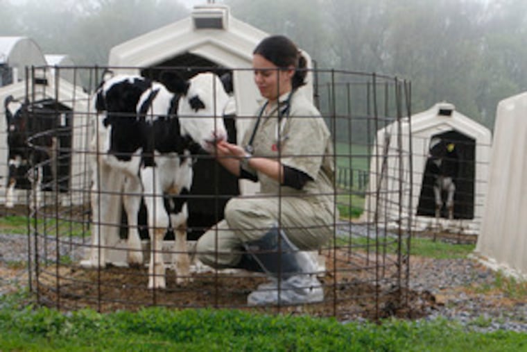 A Penn veterinary student checks a few-months-old calf at the New Bolton Center in 2008. The center, located on 700 acres in Chester County, is looking at building a composting facility for deceased animals.