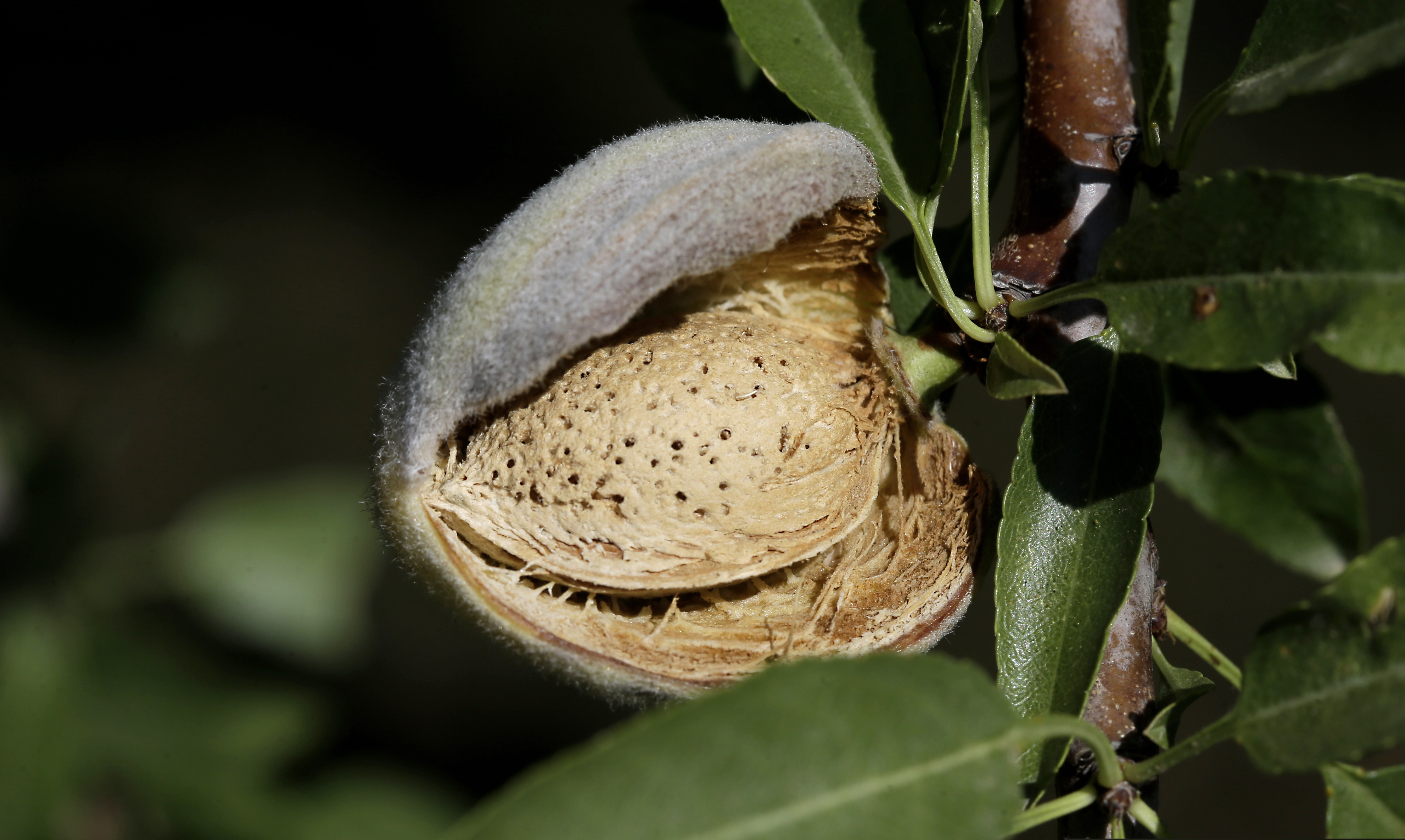 FILE - In this July 21, 2015, file photo, a nearly ready-to-harvest almond is seen in an orchard in Newman, Calif. On Thursday, May 9, 2019, California regulators are recommending new restrictions on a widely used pesticide blamed for harming babies' brains.