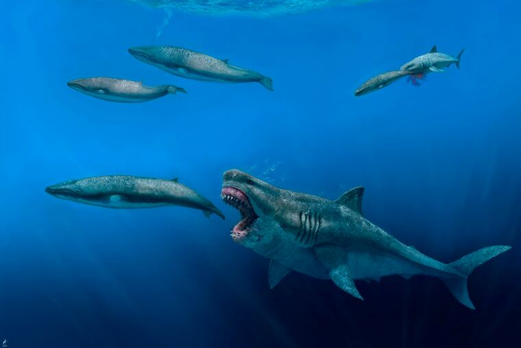 This illustration provided by J. J. Giraldo depicts a 16-meter (52-foot) Otodus megalodon shark predating on an 8-meter (26-foot) Balaenoptera whale in the Pliocene epoch, between 5.4 to 2.4 million years ago.
