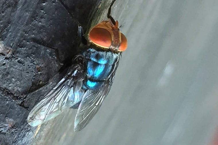 An adult New World screwworm fly is shown in this undated photo. The larva eats living flesh of cattle and other animals.