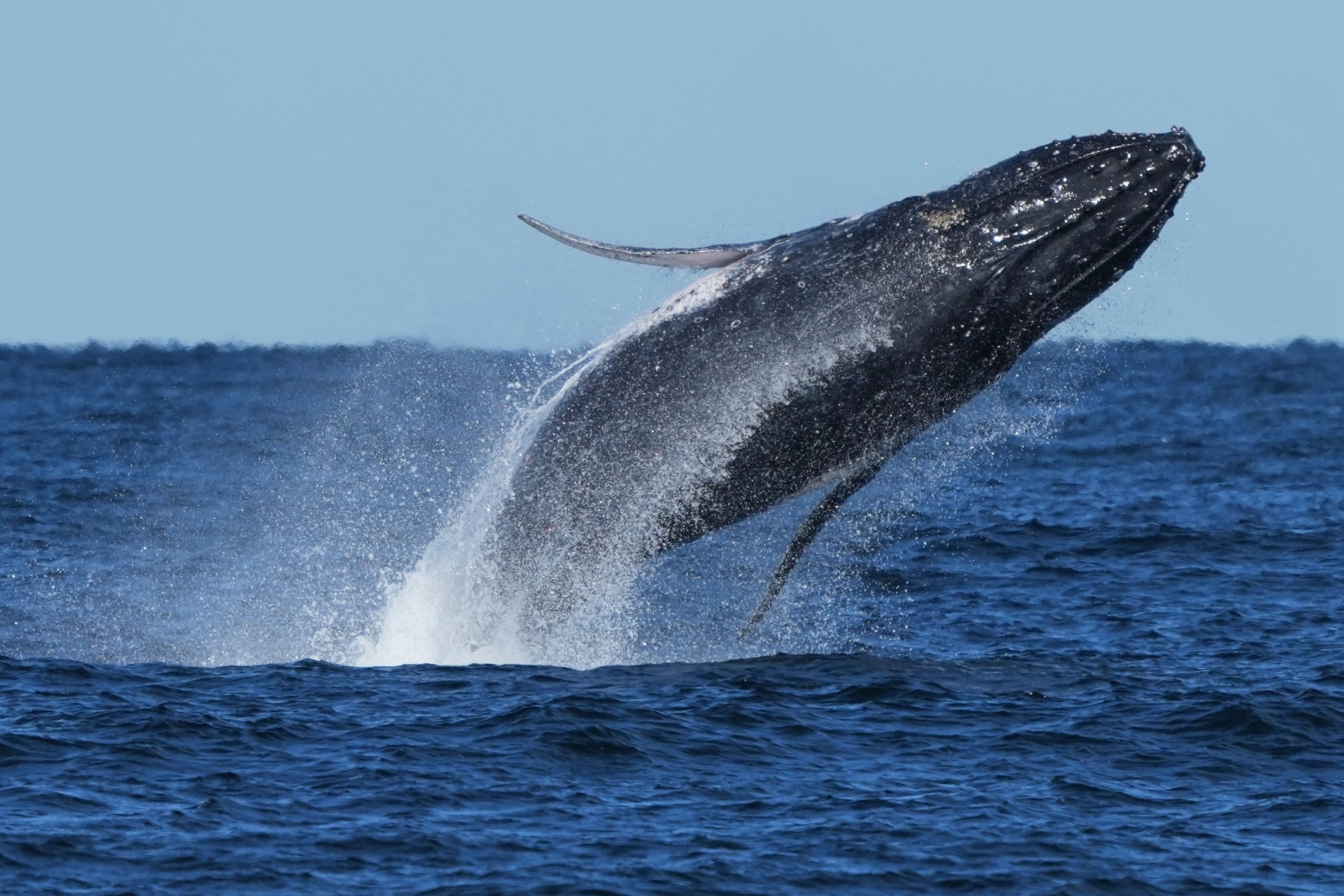 Humpback Whale Numbers Stage Surprising Comeback, Though Shipping Dangers Loom in Mideast