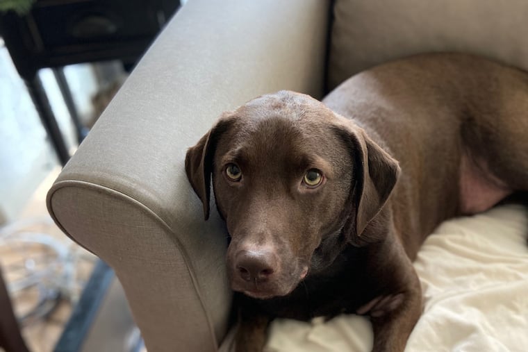 For the past few weeks, Jackson, a three-year-old Lab-Basset-Hound mix, has been dealing with nightly fireworks in his Northern Liberties neighborhood. When he hears one on his evening walk, he starts trembling with tail between his legs. Inside, he retreats to curl up beside his owner on the couch.