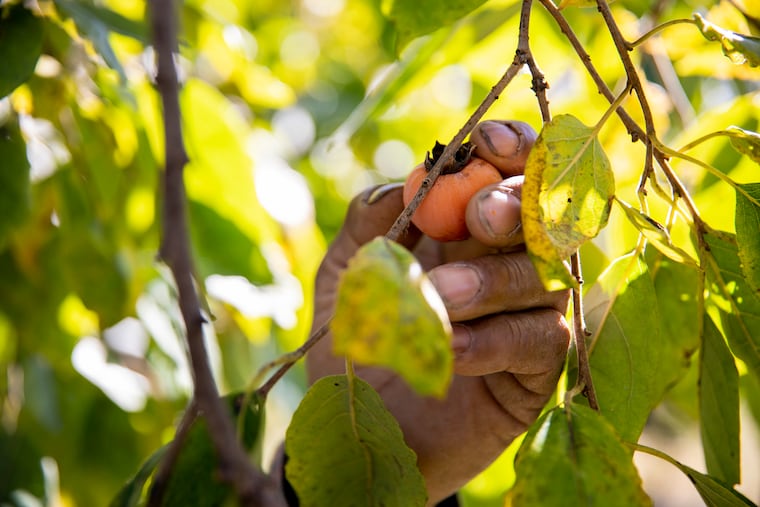 George Williams, 77, of Harrisburg, Pa., feels a persimmon to check if it's ripe at the Woodford Cemetery Apple Festival on Saturday, Oct. 19, 2019.