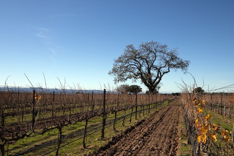 An oak tree in winter in Central California pinot noir vineyard near Santa Barbara. Not all California wines are equal in wine lovers' regards.