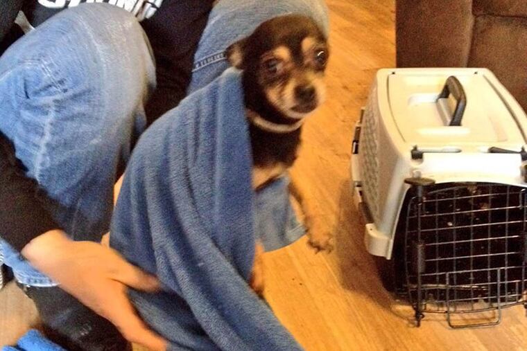 Bruno, the Chihuahua, was found on March 16, 2015, in the rubble of the Kensington house that collapsed on March 14, 2015. ( Photo by Red Paw Emergency Relief Team )