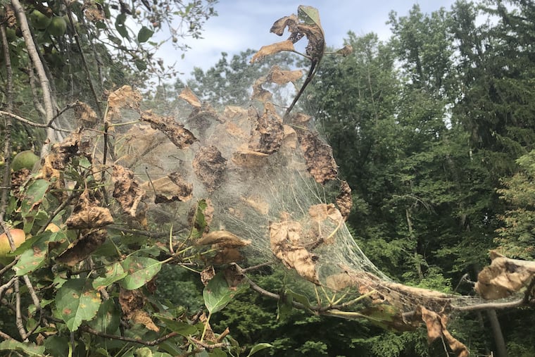 Webworms invade a tree at French Creek State Park in Chester and Berks counties in Pennsylvania in August, 2020.