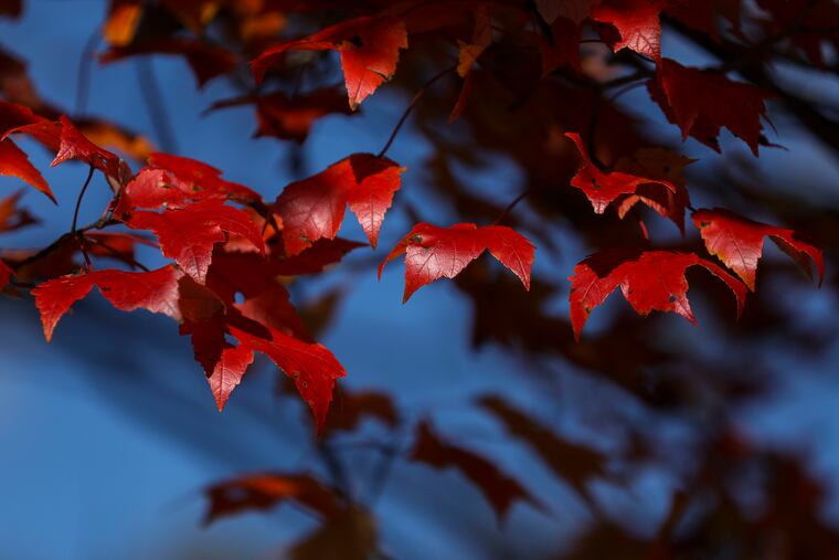 Peak fall foliage at French Creek State Park in Elverson last October.