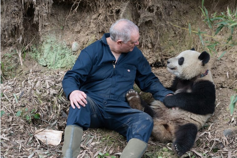 Biologist Ben Kilham interacts with Qian Qian, a giant panda that was artificially bred and released into the wild in China. He and other scientists affiliated with Drexel University are featured in a new documentary on the project.