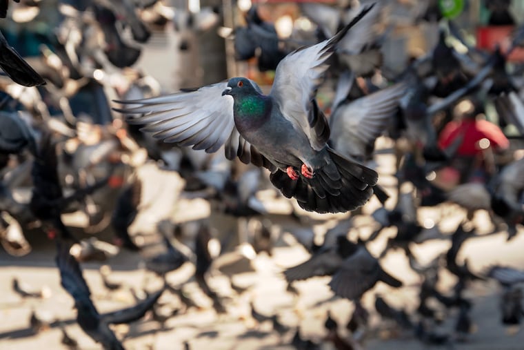October 28, 2924: First kept as pets and escaped ages ago, feral pigeons are descended from the rock doves that live in sea-cliffs and mountains, so they adapted well to the ledges, nooks, and crannies on city structures.