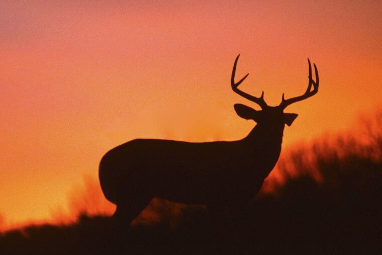 Pennsylvania, where the risk of driver-animal collisions is high, saw a slight increase in deer-related crashes last year.