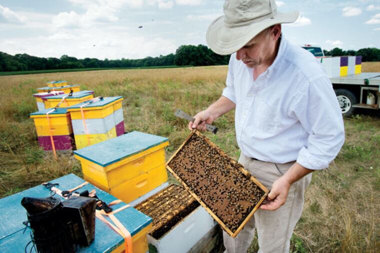 David Frank, a land-use lawyer and beekeeper, has worked with the New Jersey Beekeepers Association. (ED HILLE/Staff Photographer)
