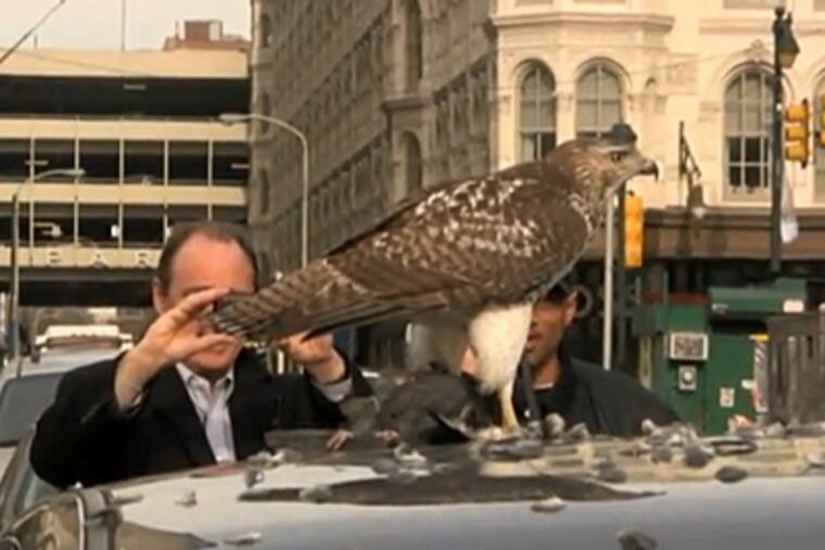 An adolescent hawk finishes lunch, a hapless pigeon, atop a car in Center City, unfazed by curious onlookers. (YouTube)