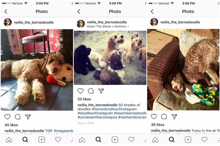 Whether exhibiting her love of snow, enjoying a beautiful day in front of the LOVE statue, or demonstrating her preferred sleeping position, 2-year-old bernedoodle Nellie entertains her 558 Instagram followers with adorable poses and clever comments: "Tussy in the air like I just don't care," she posted, with one provocative pose.