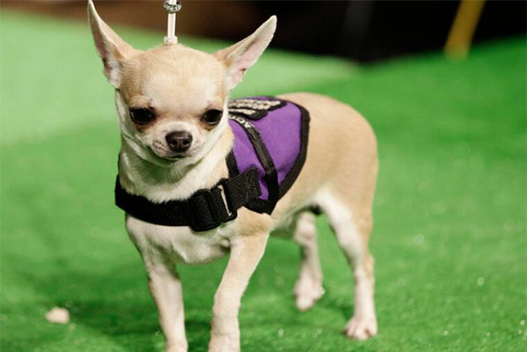 Mia, a Chihuahua, is shown during a press conference to announce the 137th Annual Westminster Kennel Club dog show Thursday, Feb. 7, 2013, in New York. (AP Photo/Frank Franklin II)
