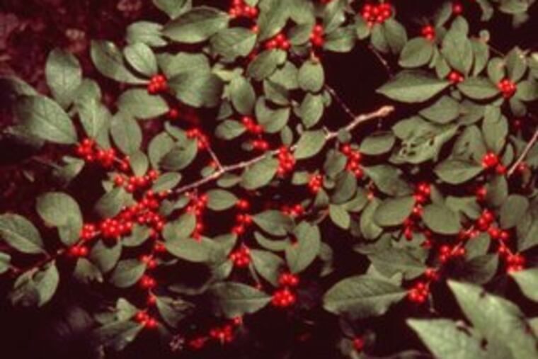 Only female holly bushes produce red berries.
