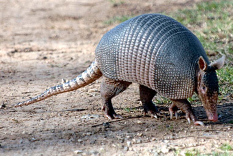 This 2009 picture made available by the Texas Parks and Wildlife Department shows a nine-banded armadillo in Texas. With some genetic sleuthing, scientists have fingered a likely culprit in the spread of leprosy in the southern United States: the nine-banded armadillo. (Texas Parks and Wildlife, Chase A. Fountain)