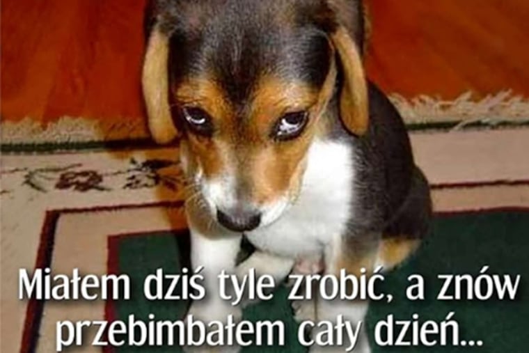 Bailey, who died six years ago, lives on in several memes.