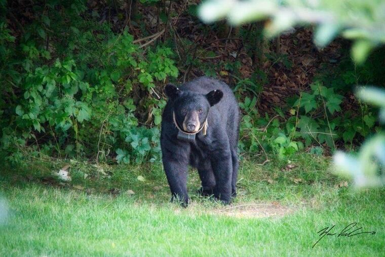 A radio-collared black bear in Hardystone Township, Sussex County.