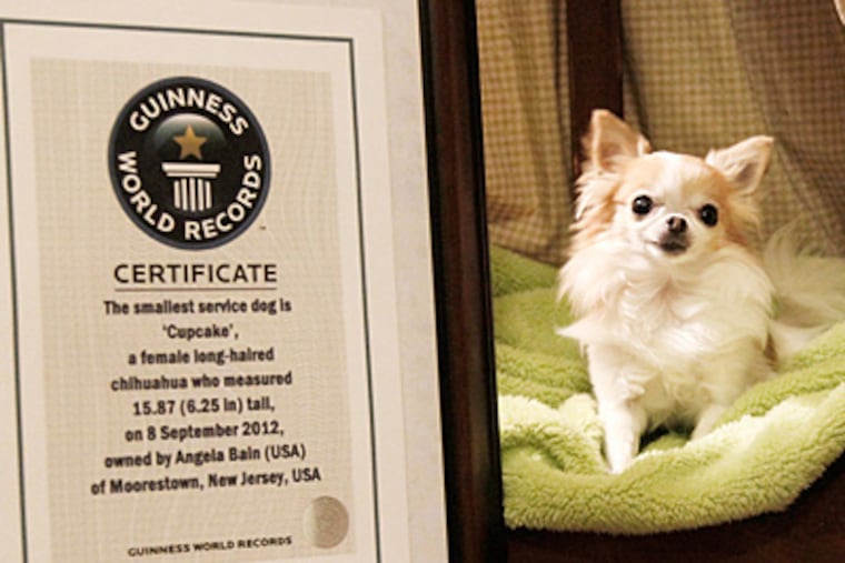 Cupcake, the world's smallest service dog, according to Guinness World Records. She lives in Moorestown with her human, Angela Bain.