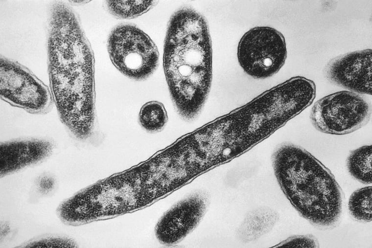 This 1978 electron microscope image made available by the Centers for Disease Control and Prevention shows Legionella pneumophila bacteria. The agency recently identified a transplanted lung as the likely source of two Legionnaires' disease cases for the first time.