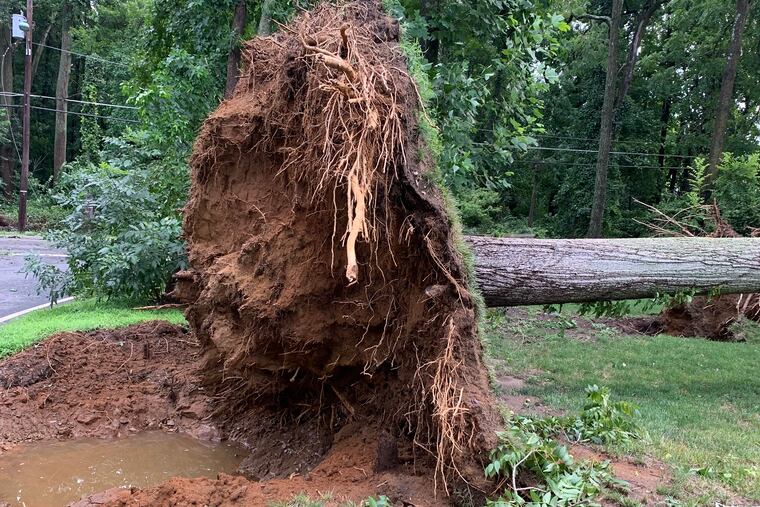 A powerful tornado touched down in Springfield, Burlington County on Saturday, toppling trees like this one near a home on Applegate Road.