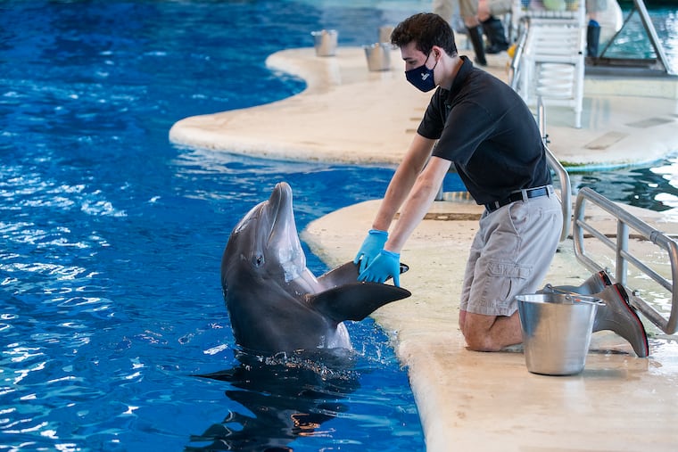 Julian Levin spent the last three months interning with marine mammals in the Dolphin Discovery area at the National Aquarium in Baltimore. He works with Chesapeake, the oldest of the six dolphins at the aquarium.