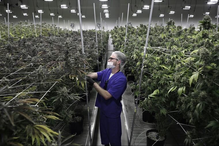FILE – In this June 28, 2017, file photo, Alessandro Cesario, the director of cultivation, works with marijuana plants at the Desert Grown Farms cultivation facility in Las Vegas. A marijuana trade group says pot production, processing and sales could be a billion-dollar industry in Nevada by 2024. That's a key finding in an economic analysis being released Friday, Oct. 26, 2018, by the Nevada Dispensary Association. It projects that pot-friendly policies in tourist-oriented Las Vegas and Reno could make Nevada one of the nation's largest marijuana marketplaces. State officials have reported almost $530 million in pot sales since July 1, 2017. (AP Photo/John Locher, File)