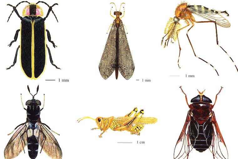 A new app, That Gunk on Your Car, with illustrations by Rebekah McClean, allows users to quiz themselves on how well they can match a bug to its splat.