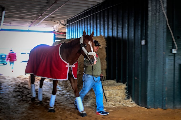 Kentucky Derby winner Mage is walked around the Stakes Barn at Pimlico after arriving early Sunday to prepare for the Preakness Stakes on Saturday.
