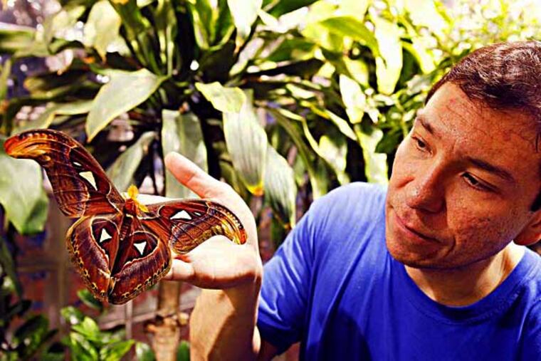 Michael Sikorski examines an Attacus atlas moth. January 7, 2014. ( MICHAEL S. WIRTZ / staff photographer ).