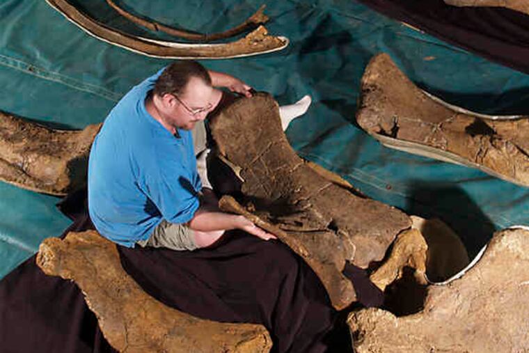 Paleontologist Scott Hocknull analyzes fossils of Diamantinasaurus, found in Winton, in central Queensland, Australia. Fossils of three newly discovered prehistoric giants are the first large dinosaurs to be found in Australia since 1981, scientists say.