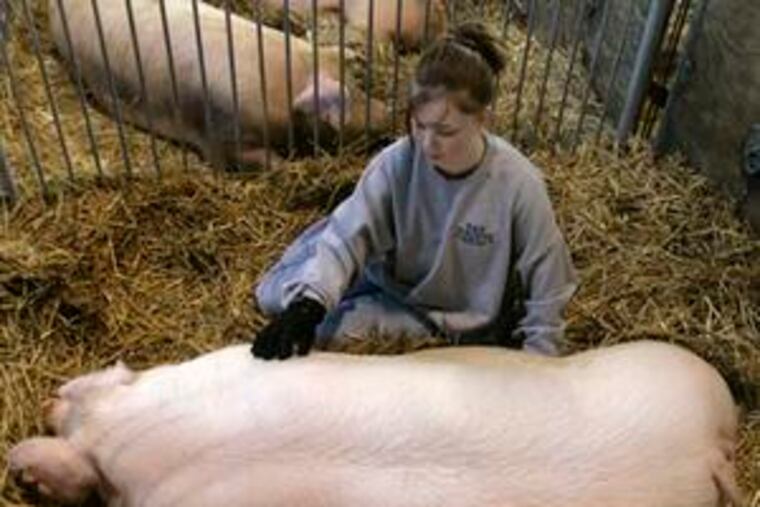 Amanda Baker of Rochester Mills, Pa., pets her 325-pound Chester white pig, Baby, at the Farm Show Complex.